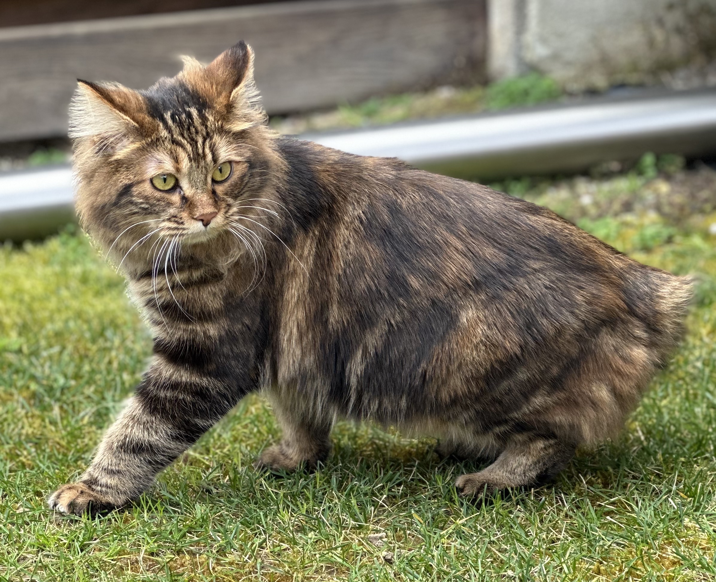 Princess Zolotaya Seredina